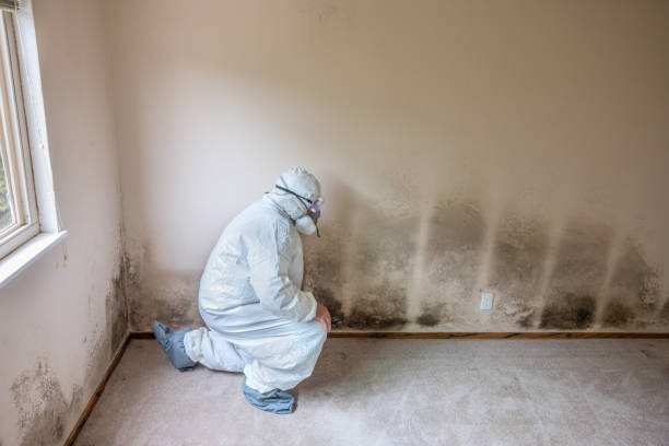 Professional Mold Removal in South Uniontown, PA